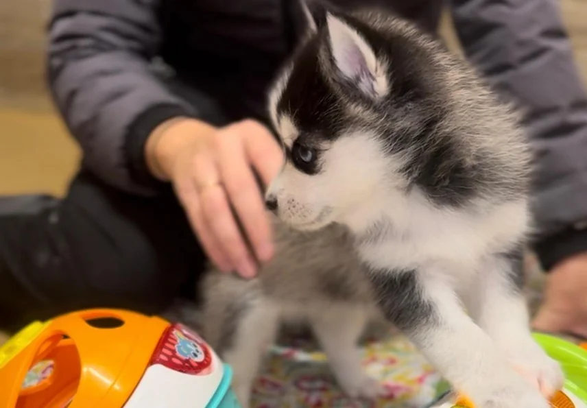 Carrousel d'images montrant les jeux et activités de nos chiots - photo 1