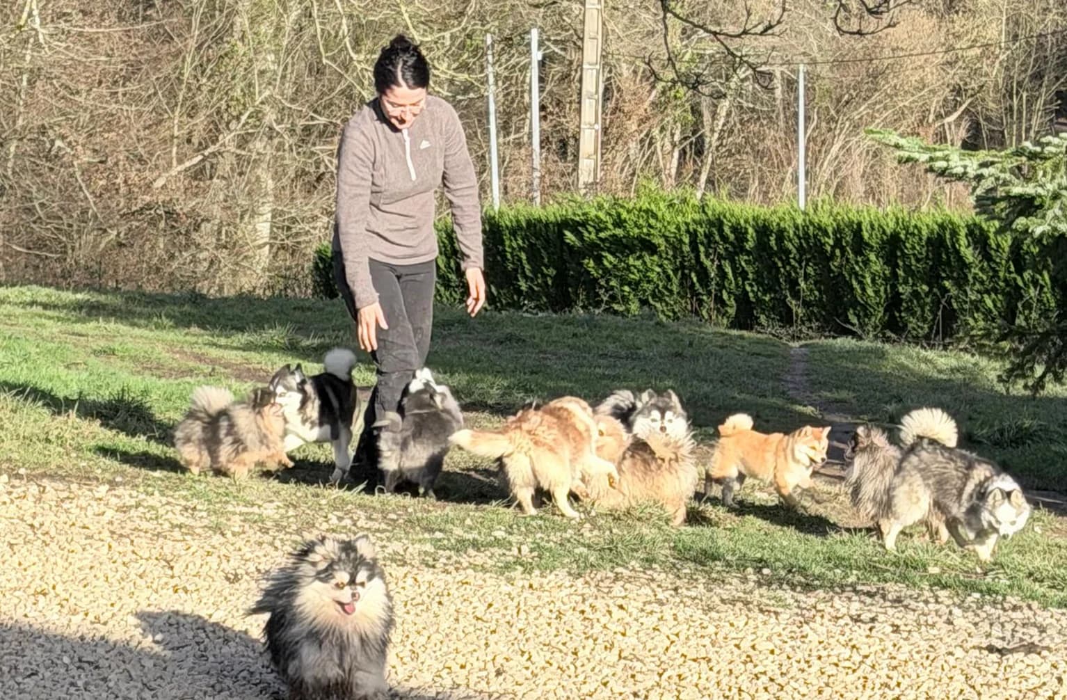 Carrousel d'images de chiots et de Pomsky adultes jouant en plein air, sous encadrement - photo 1
