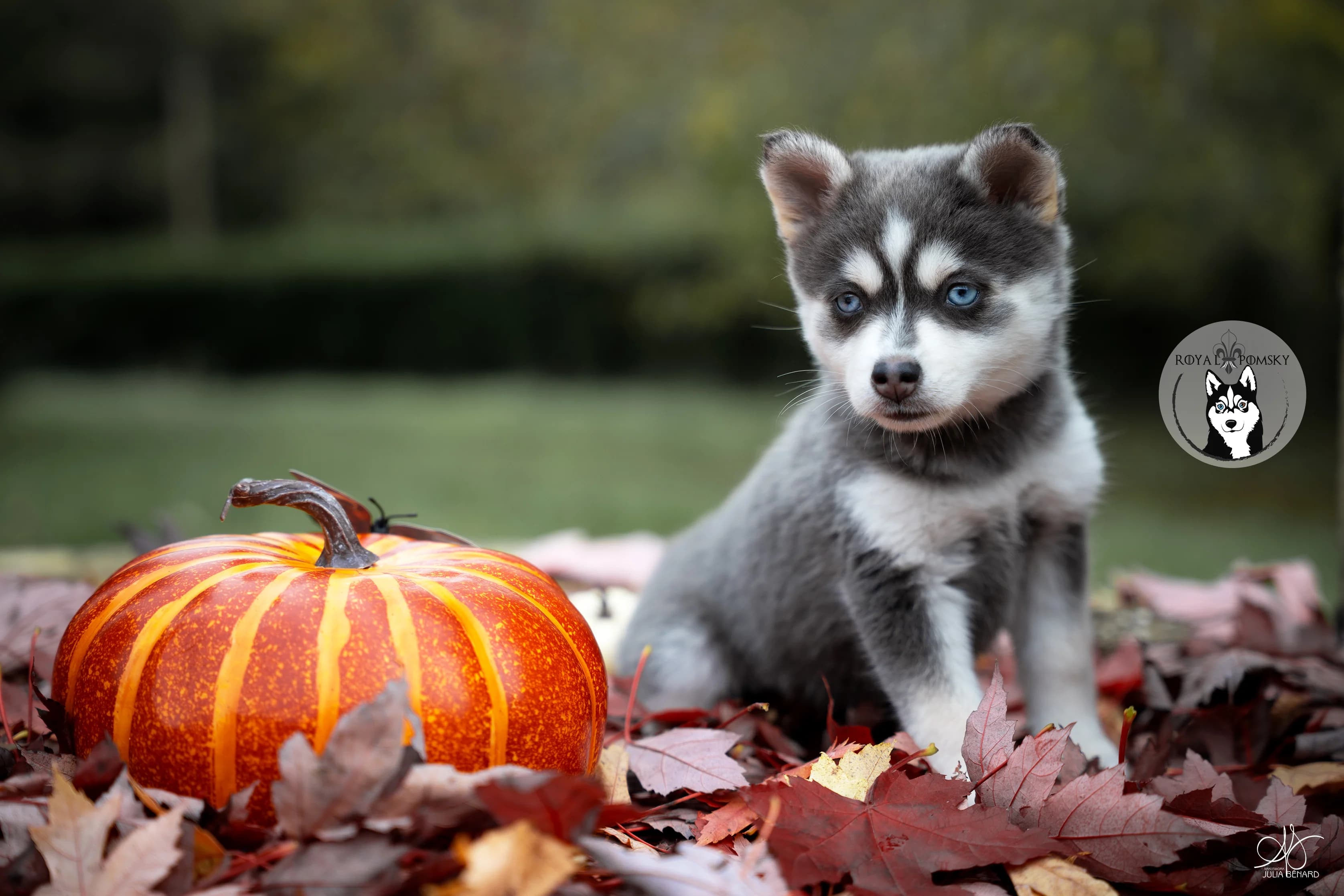 Chiot Pomsky aux yeux bleu assis a coté d'une citrouille d'halloween