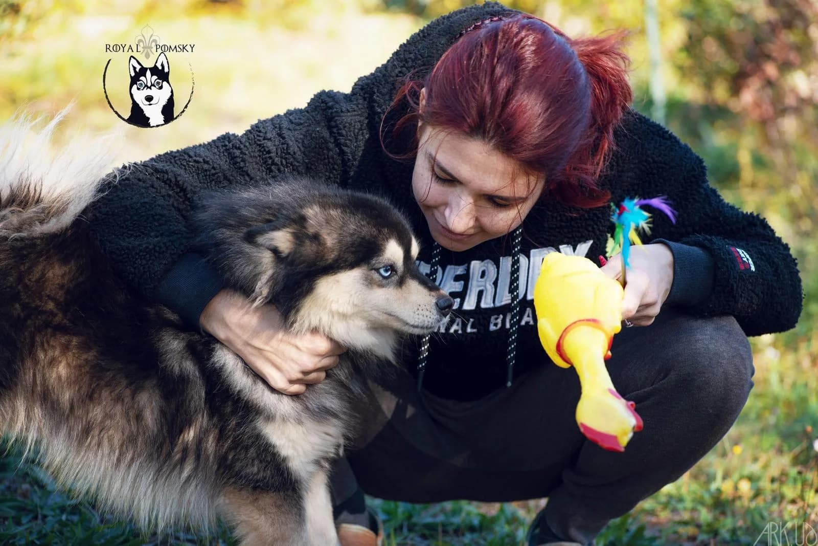 Aurélie de l'élevage Royal Pomsky et un pomsky qui attend son jouet