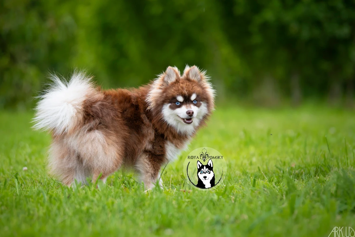 Pomsky en mouvement dans l'herbe, pour illustrer son côté actif et polyvalent