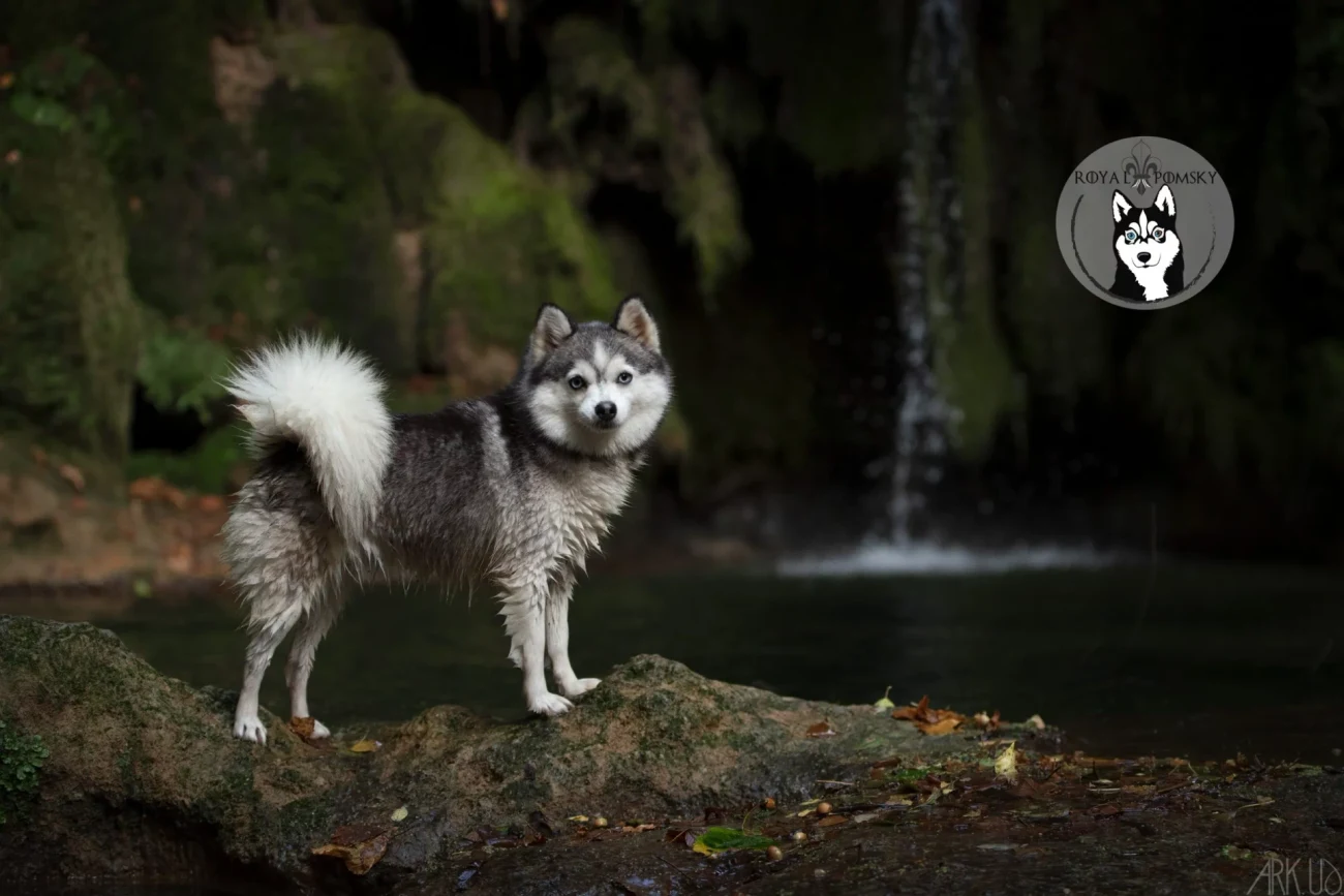 Pomsky au pelage marqué et à l'expression vive, utilisé pour illustrer les traits physiques de la race