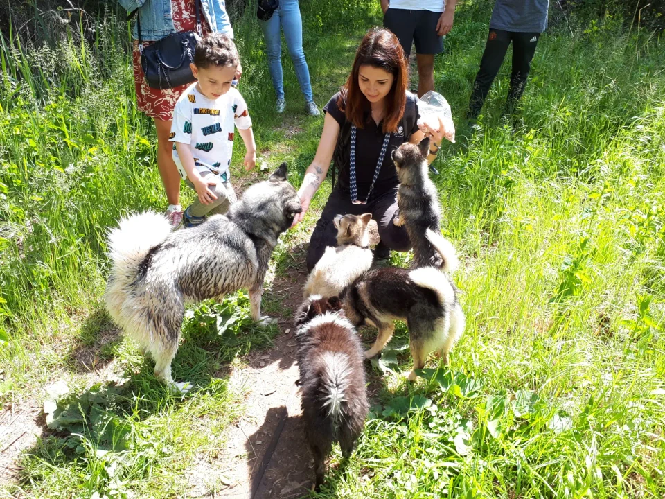 Aurélie avec des enfants et des chiots Pomsky dans l'herbe