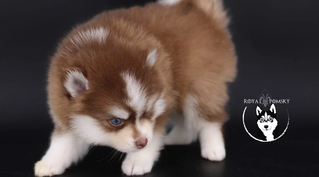 Chiot Pomsky illustrant le budget global d'adoption et d'entretien