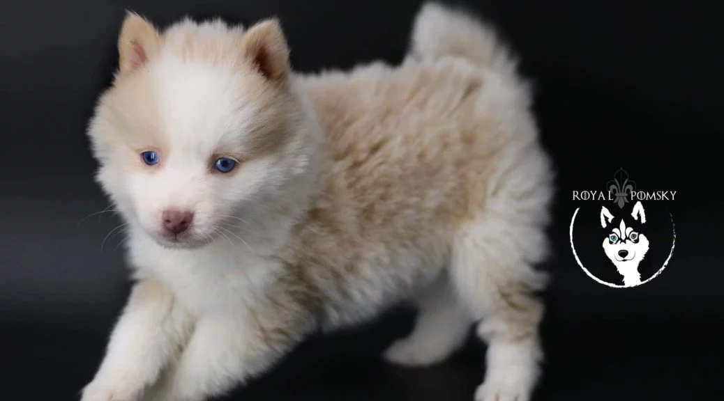Pomsky beige aux yeux bleus au rendu doux et lumineux