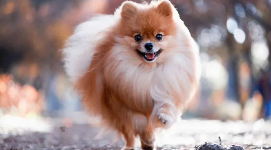 Spitz nain au pelage dense et regard vif