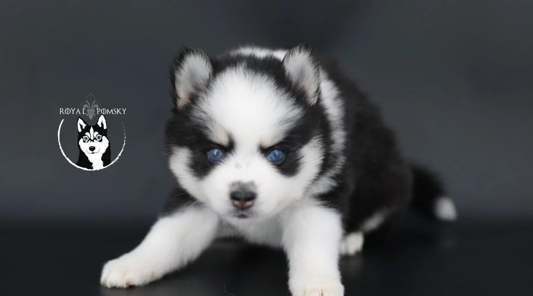 Pomsky Toy au regard expressif et petit format