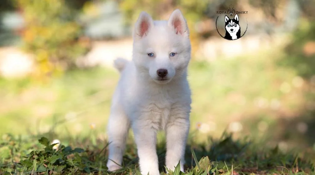 Pomsky blanc au pelage lumineux et regard expressif