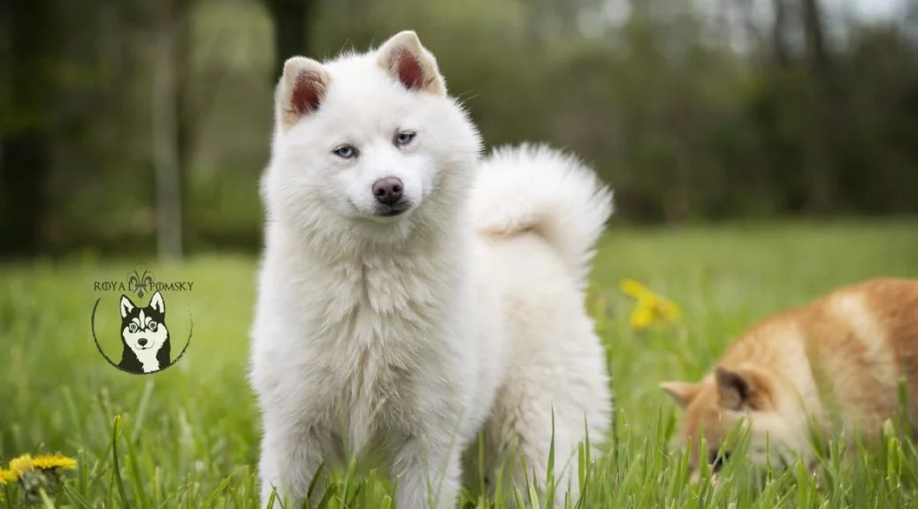 Pomsky blanc aux yeux bleus au pelage lumineux et regard intense