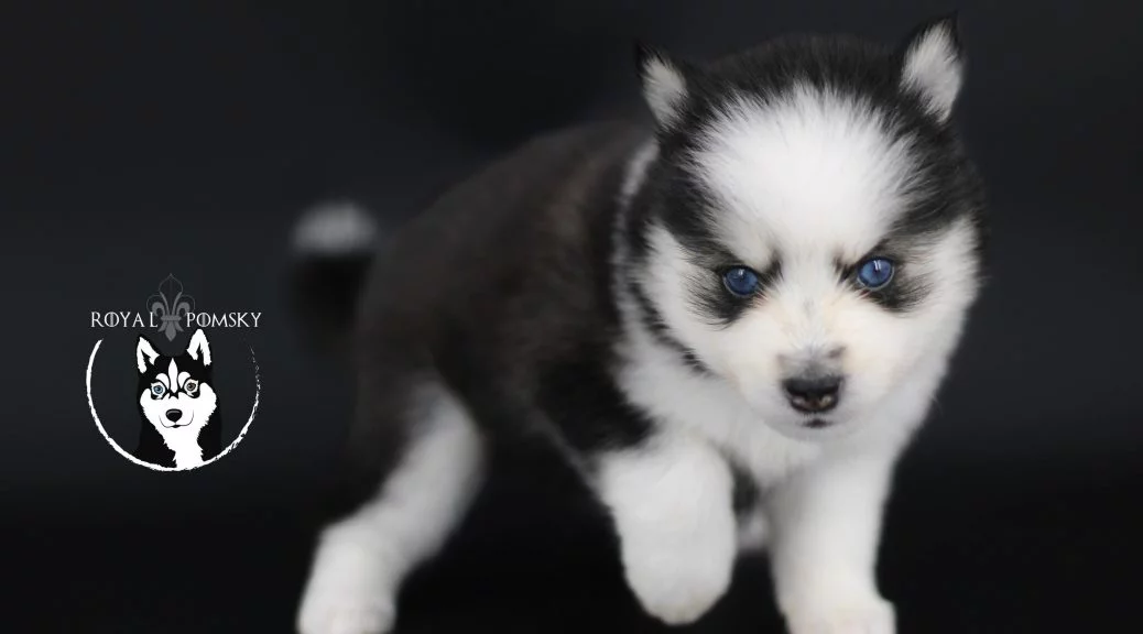 Chiot Pomsky noir aux yeux bleus au contraste visuel marqué