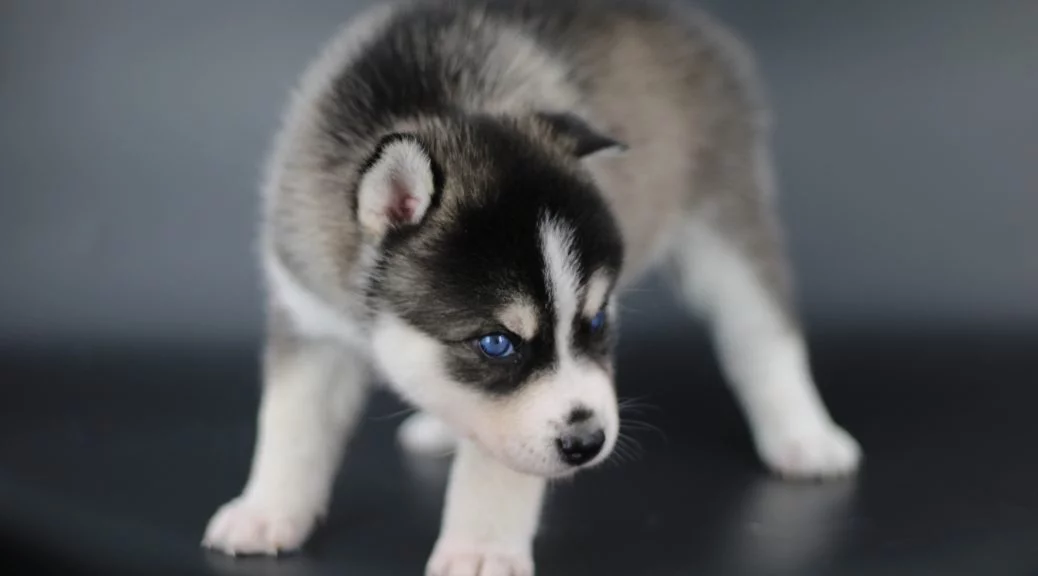Chiot Pomsky disponible à l'adoption dans un élevage sérieux