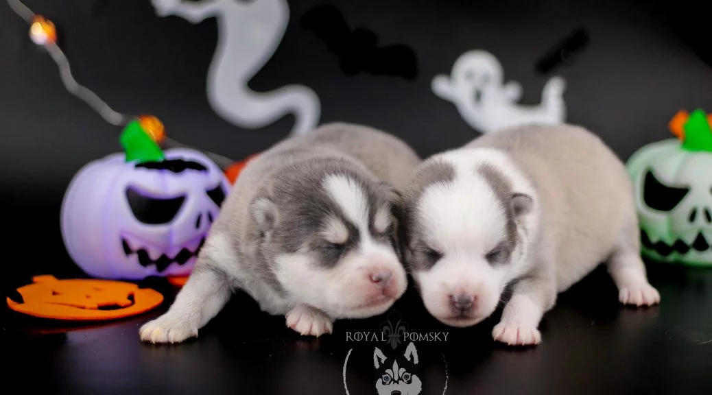 Chiot Pomsky illustrant le suivi génétique en élevage