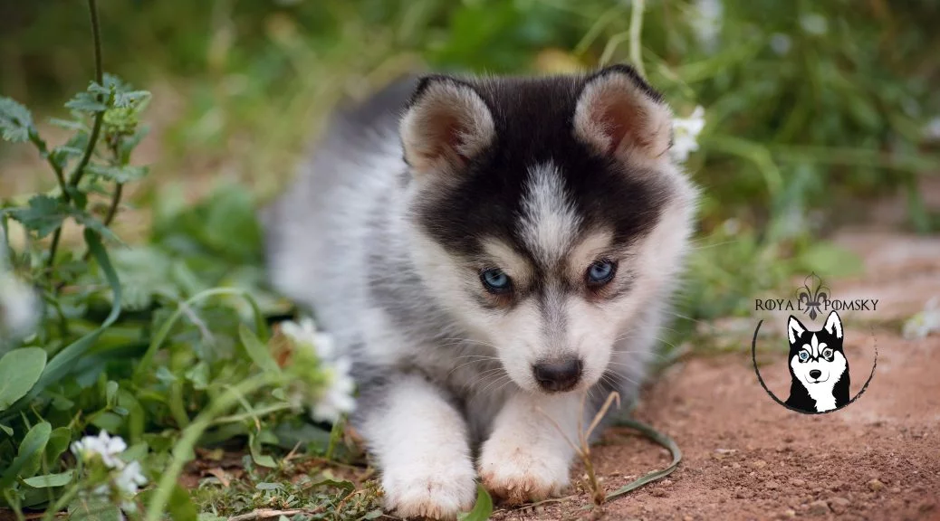 Illustration d'un Pomsky à l'écoute représentant l'origine de la race