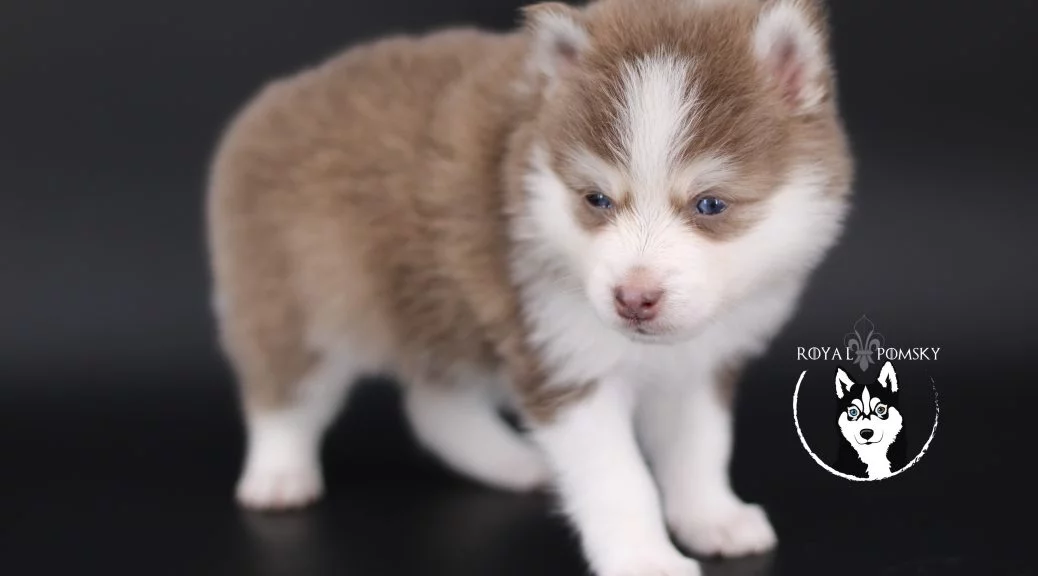 Pomsky au look de petit renard avec expression vive et robe nuancée