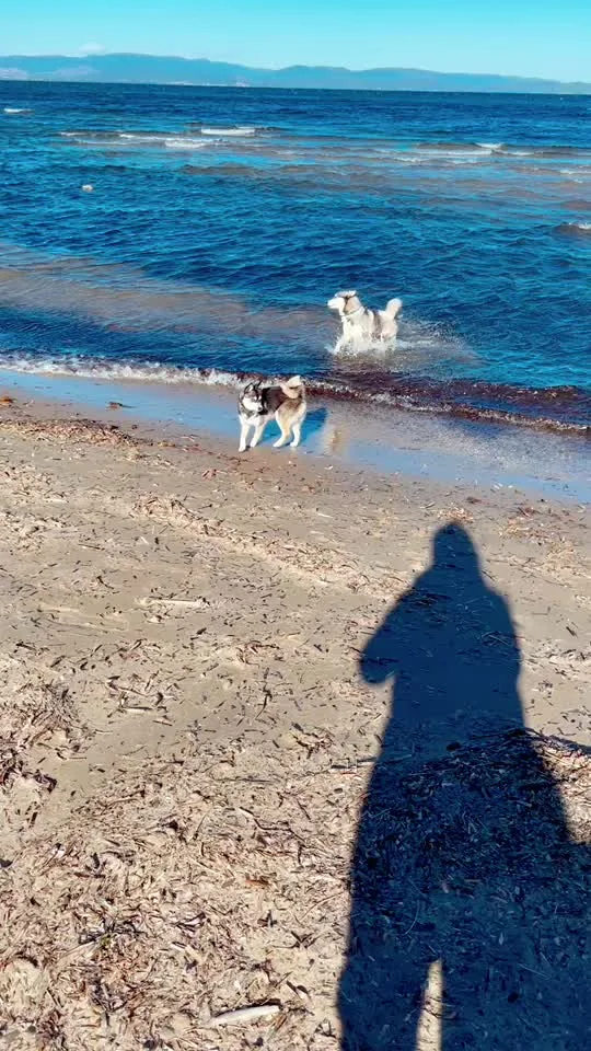 Aperçu de la vidéo TikTok montrant un Pomsky Royal POMSKY à la plage