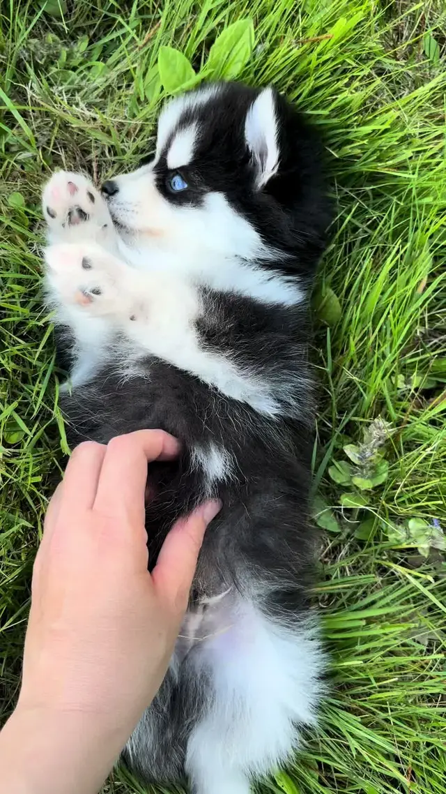 Petit Pomsky dans l'herbe lors d'un moment calme au contact humain