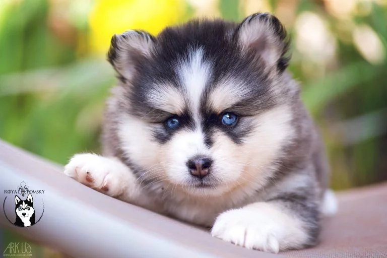 Chiot Pomsky illustrant la vigilance face aux annonces trompeuses