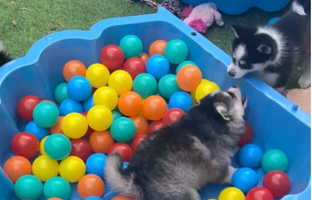 Chiots Pomsky en découverte et socialisation autour d'un bac à balles