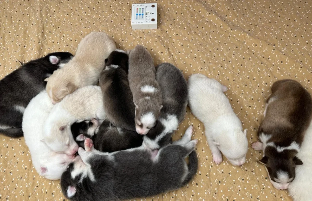 Groupe de chiots Pomsky dans leur espace de repos