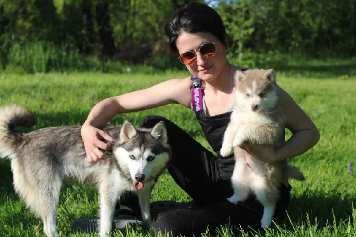 Chiot Pomsky dans son environnement de vie, attentif et détendu