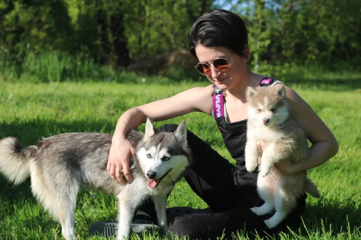 Présence humaine régulière auprès d'une mère Pomsky et de son chiot