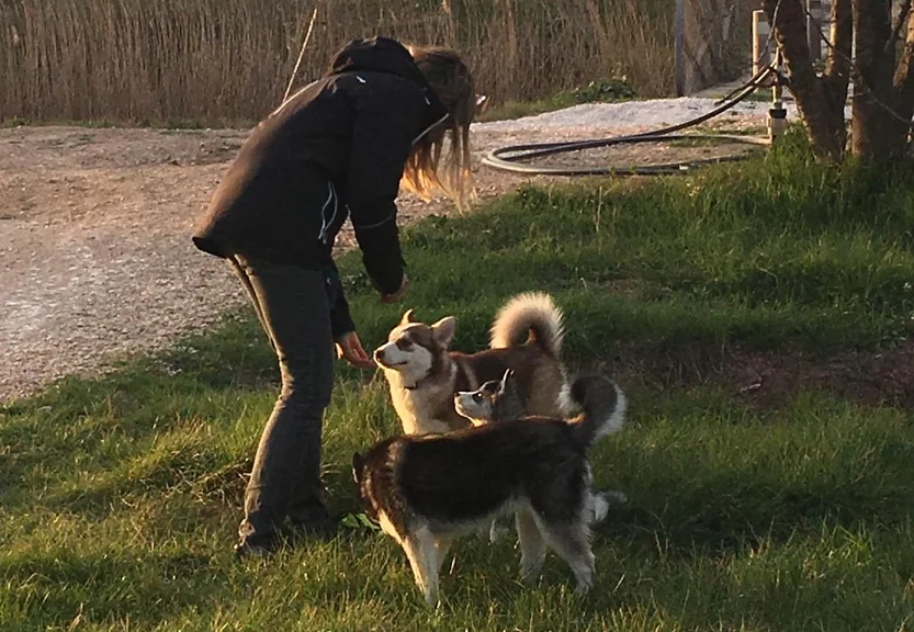 Pomsky en sortie progressive dans un environnement extérieur