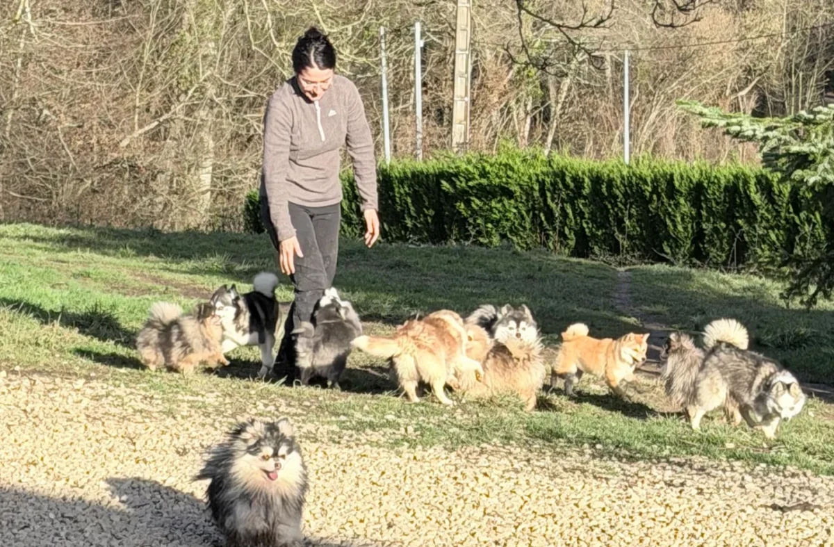 Sortie encadrée de Pomsky avec Marine dans un contexte de découverte