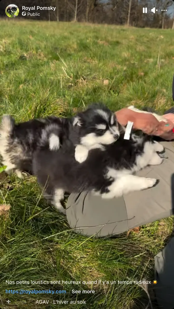 Aperçu du reel Facebook montrant des Pomsky en récréation au soleil