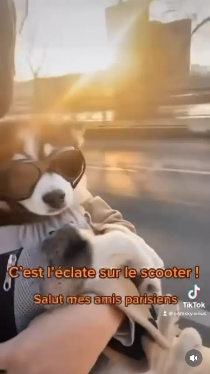 Aperçu du reel Instagram montrant Sirius le Pomsky avec sa famille à Paris