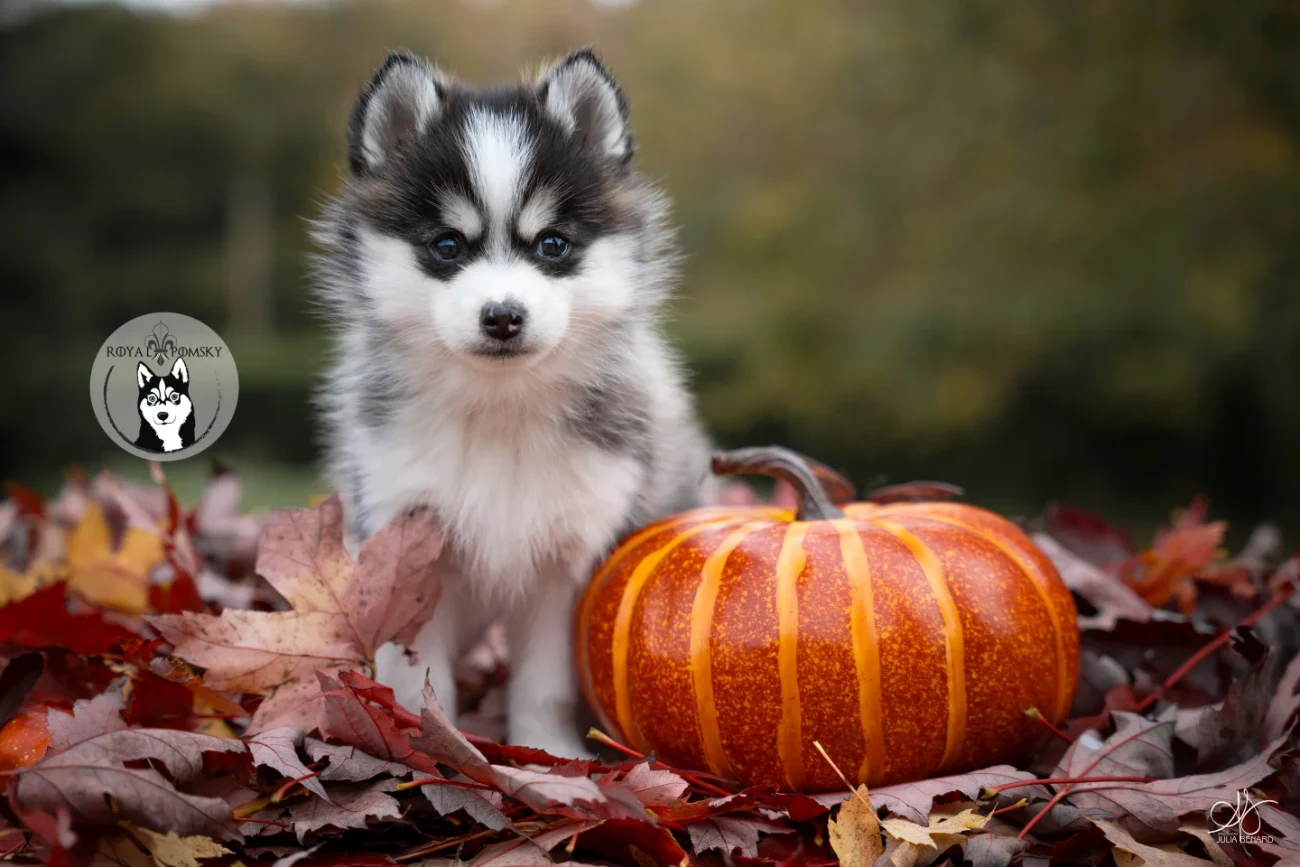 Pomsky F2 assis près d'une citrouille, utilisé pour illustrer la deuxième génération