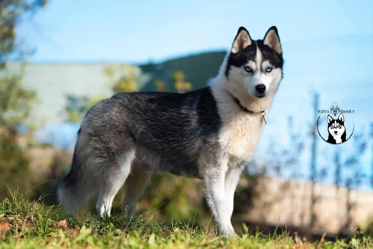 Pomsky F1 debout, utilisé pour illustrer la première génération