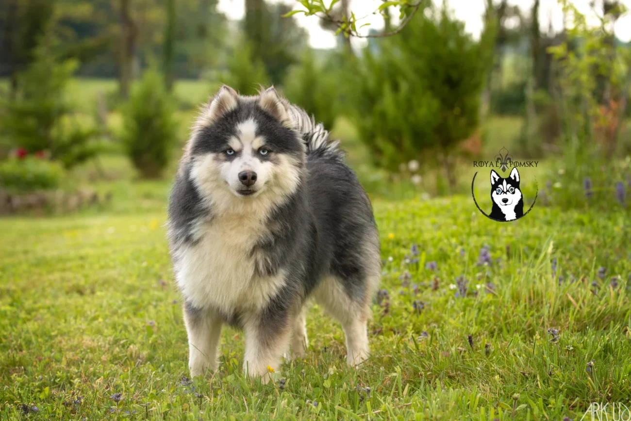Pomsky des générations avancées F3 à F5, avec fourrure fluffy