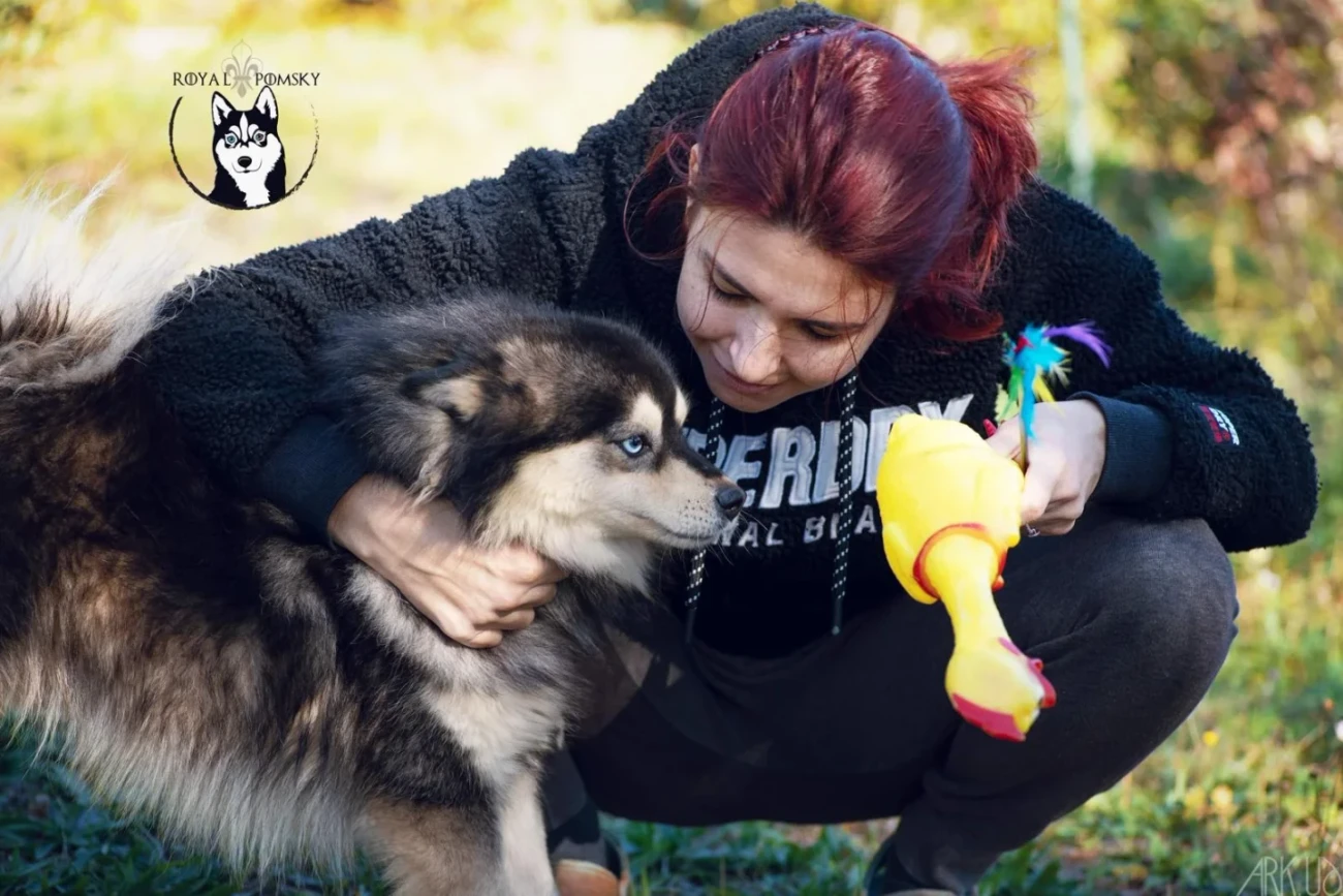 Aurélie avec un Pomsky de l'élevage Royal POMSKY dans un moment de calme et d'attention