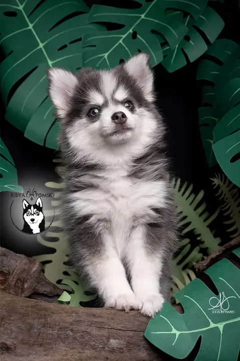 SKY BLUE, chiot Pomsky Royal POMSKY - photo 1