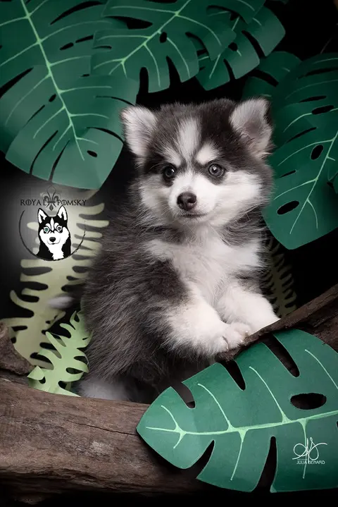 SKY BLUE, chiot Pomsky Royal POMSKY - photo 2