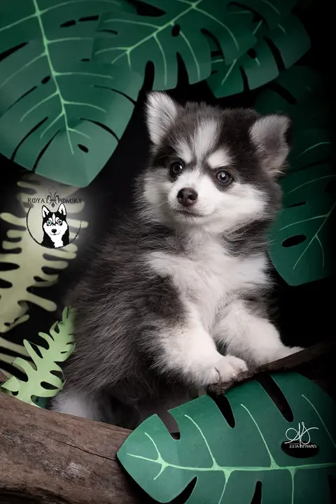 SKY BLUE, chiot Pomsky Royal POMSKY - photo 3