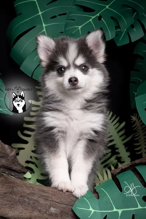 SKY BLUE, chiot Pomsky Royal POMSKY - photo 4