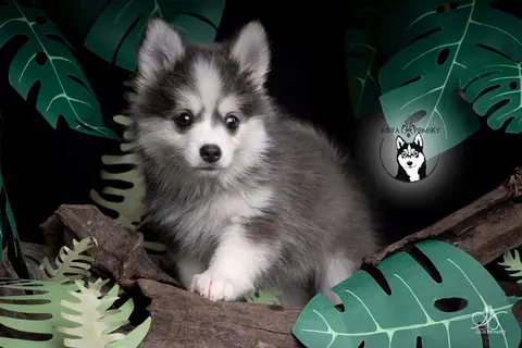 AKI BLUE, chiot Pomsky Royal POMSKY - photo 1