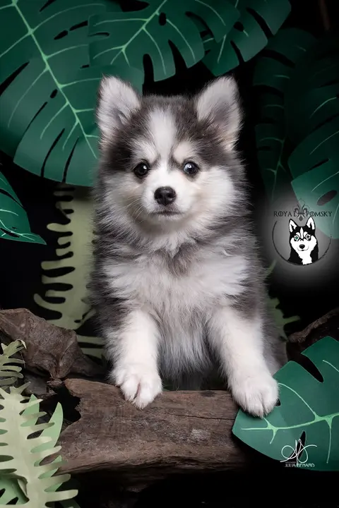 AKI BLUE, chiot Pomsky Royal POMSKY - photo 2
