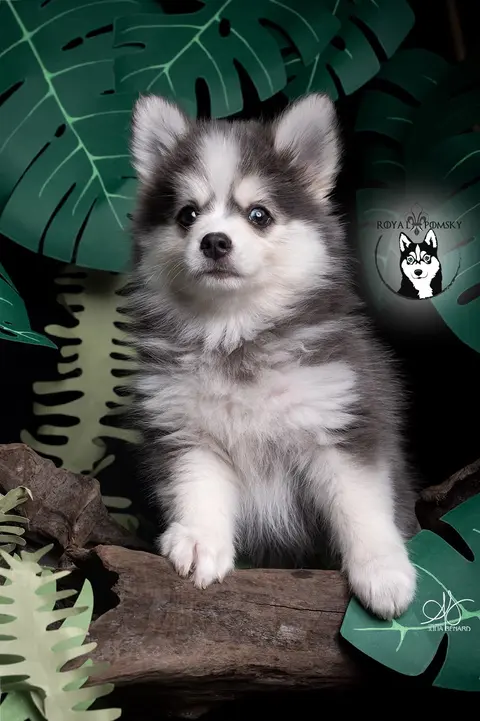AKI BLUE, chiot Pomsky Royal POMSKY - photo 3