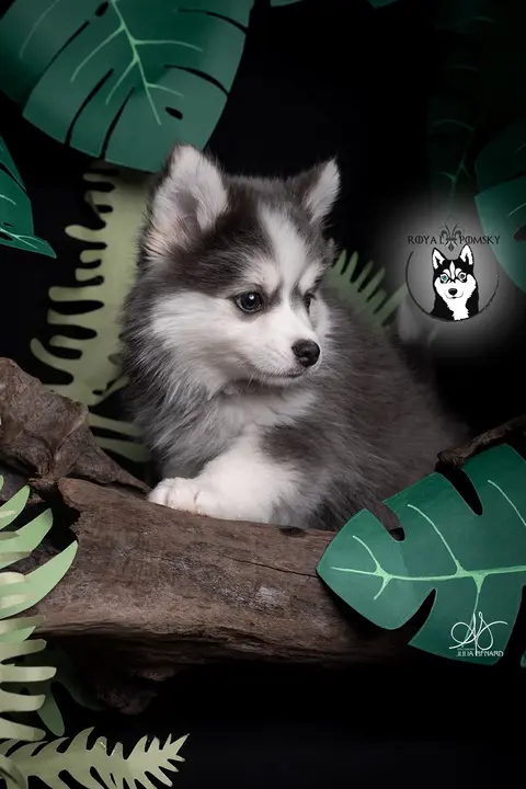 AKI BLUE, chiot Pomsky Royal POMSKY - photo 4