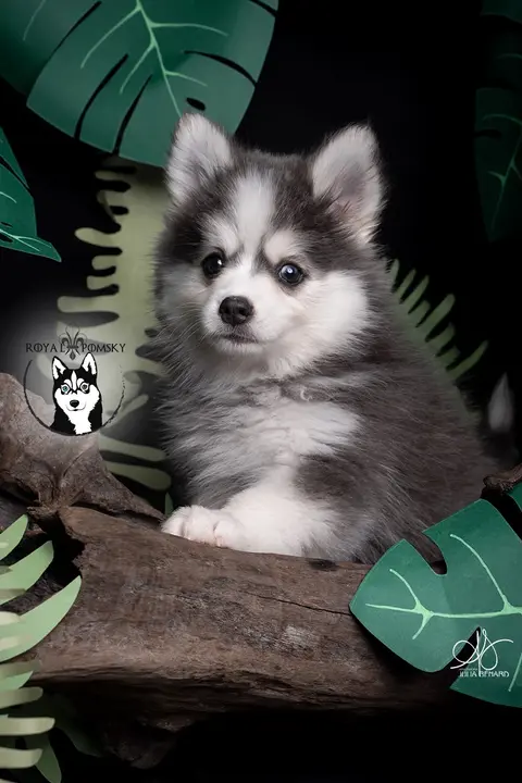 AKI BLUE, chiot Pomsky Royal POMSKY - photo 5