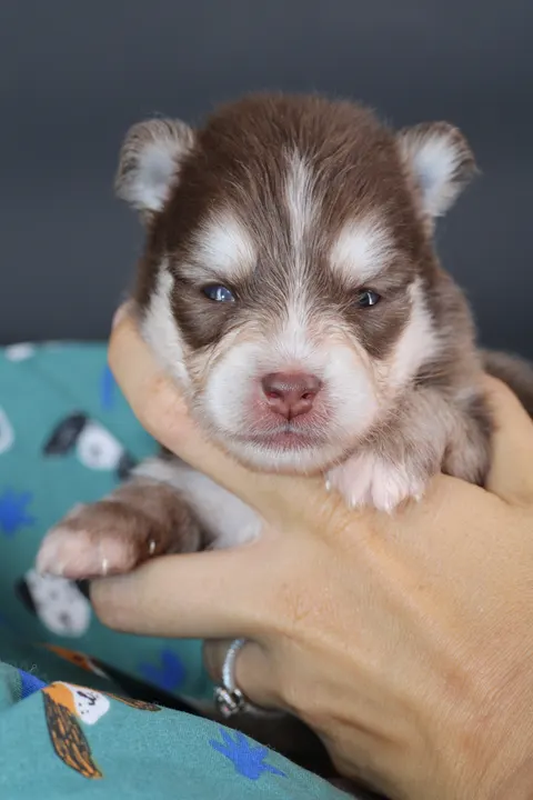 AMBRE, chiot Pomsky Royal POMSKY - photo 1
