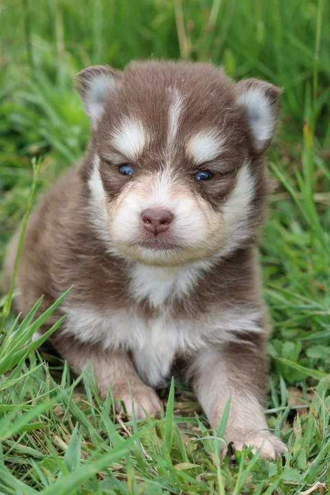AMBRE, chiot Pomsky Royal POMSKY - photo 1