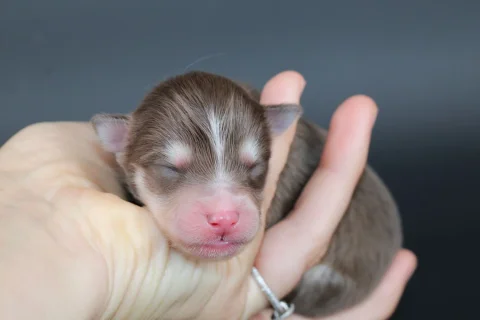 AMBRE, chiot Pomsky Royal POMSKY - photo 1