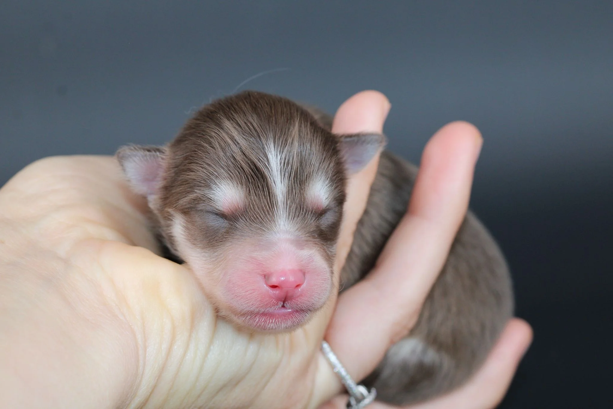 AMBRE, chiot Pomsky Royal POMSKY - photo 1