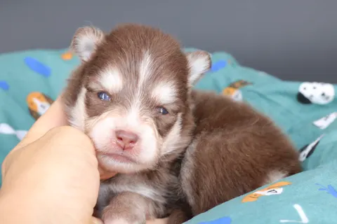 AMBRE, chiot Pomsky Royal POMSKY - photo 4