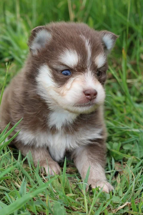 AMBRE, chiot Pomsky Royal POMSKY - photo 2