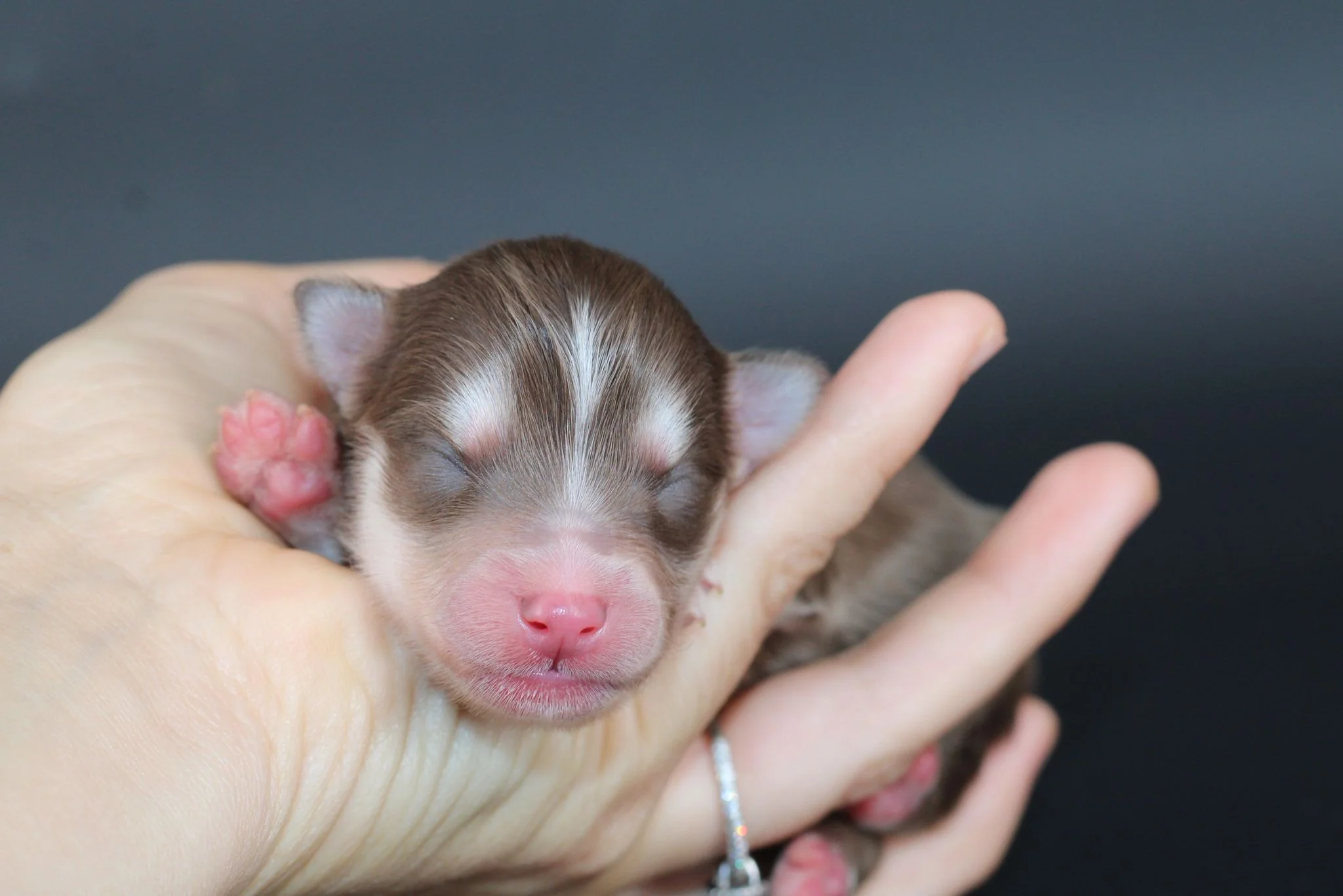 AMBRE, chiot Pomsky Royal POMSKY - photo 2