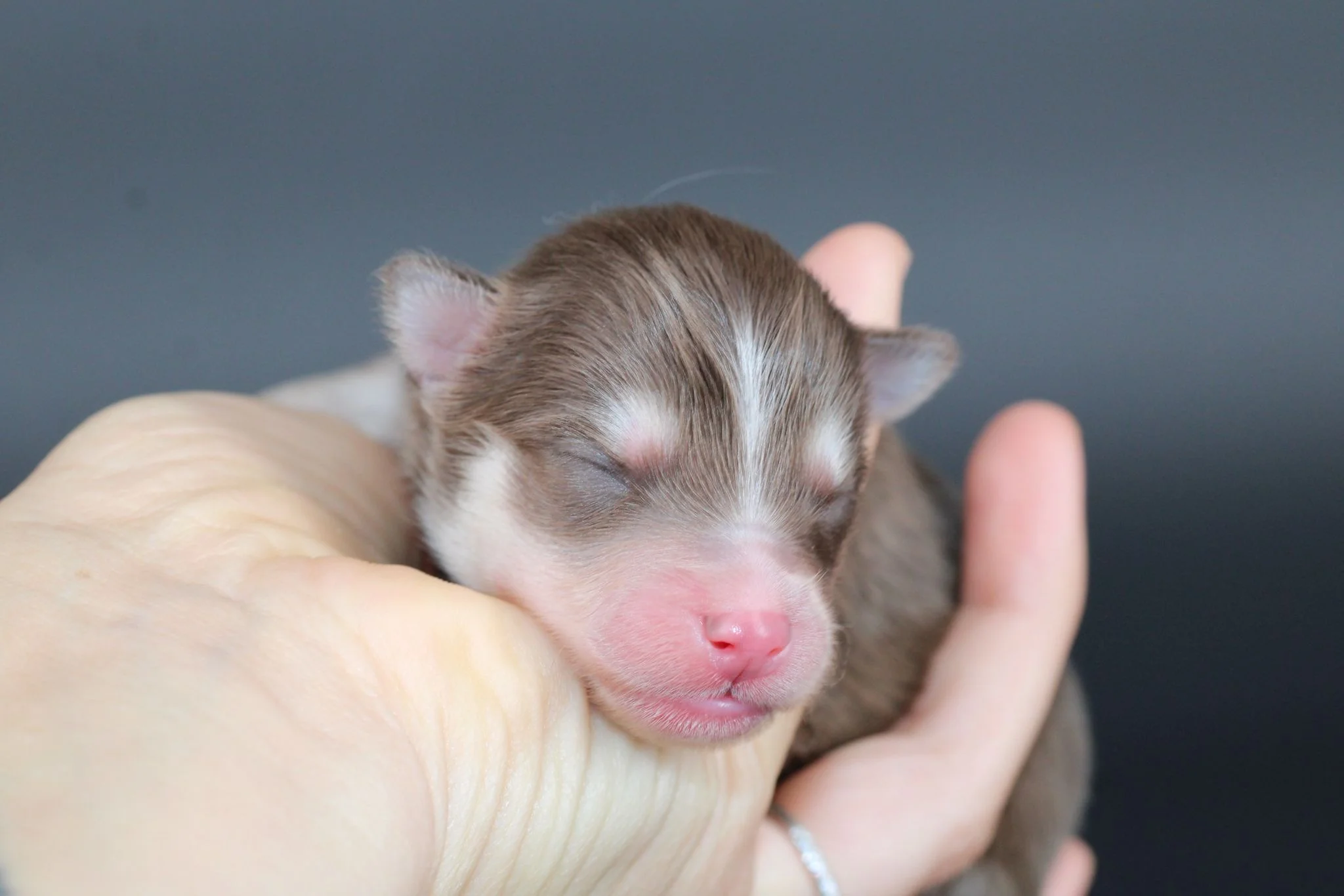 AMBRE, chiot Pomsky Royal POMSKY - photo 3